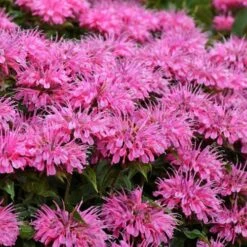 Bubblegum Blast Bee Balm (Monarda) - 1 Gallon Pot