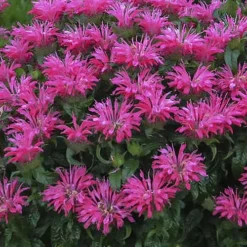 Electric Neon Pink Bee Balm (Monarda) - 1 Gallon Pot 9 Electric Neon Pink Bee Balm (Monarda) - 1 Gallon Pot -Garden Supplies Sales 2024 monarda electric neon pink bee balm 1
