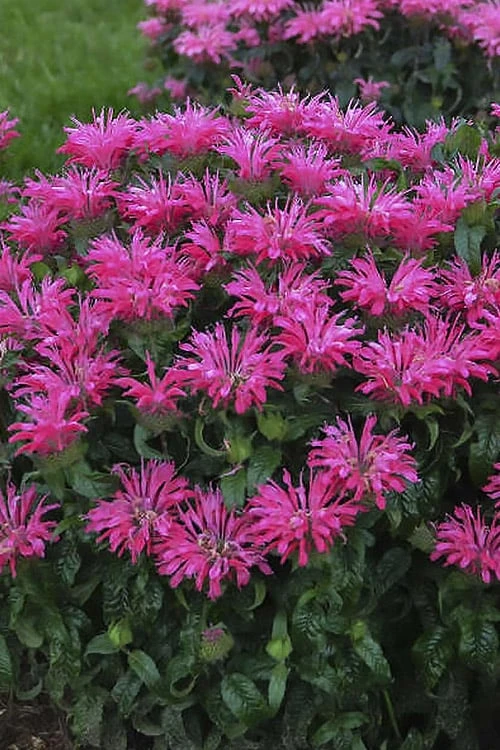 Electric Neon Pink Bee Balm (Monarda) - 1 Gallon Pot 5 Electric Neon Pink Bee Balm (Monarda) - 1 Gallon Pot - Image 5