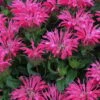 Electric Neon Pink Bee Balm (Monarda) - 1 Gallon Pot