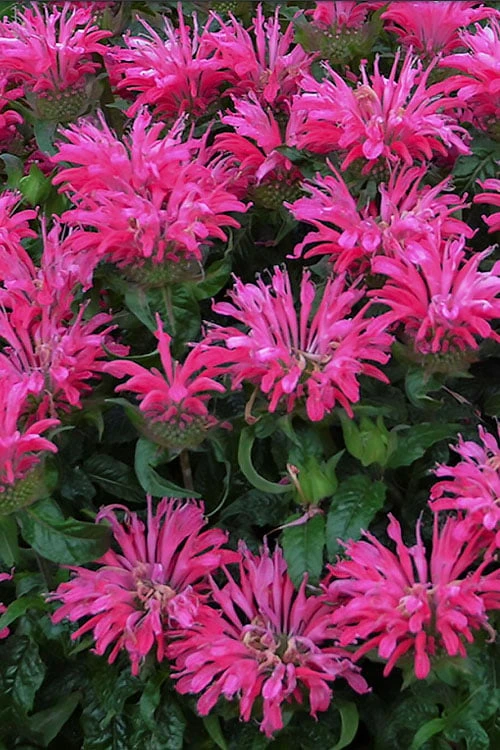 Electric Neon Pink Bee Balm (Monarda) - 1 Gallon Pot 1 Electric Neon Pink Bee Balm (Monarda) - 1 Gallon Pot