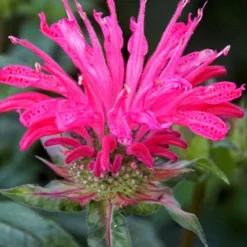 Electric Neon Pink Bee Balm (Monarda) - 1 Gallon Pot 8 Electric Neon Pink Bee Balm (Monarda) - 1 Gallon Pot -Garden Supplies Sales 2024 monarda electric neon pink bee balm 6