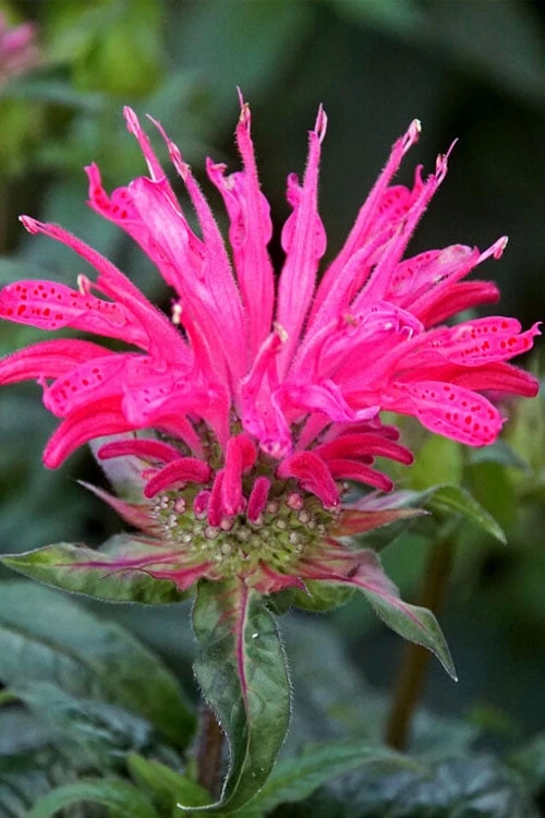 Electric Neon Pink Bee Balm (Monarda) - 1 Gallon Pot 4 Electric Neon Pink Bee Balm (Monarda) - 1 Gallon Pot - Image 4