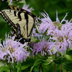 Wild Bergamot Bee Balm (Monarda Fistulosa) - 1 Gallon Pot -Garden Supplies Sales 2024 monarda fistulosa wild bergamont bee balm 11