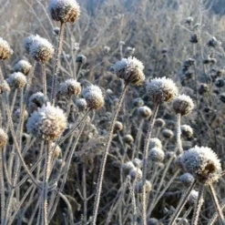 Wild Bergamot Bee Balm (Monarda Fistulosa) - 1 Gallon Pot -Garden Supplies Sales 2024 monarda fistulosa wild bergamont bee balm 15