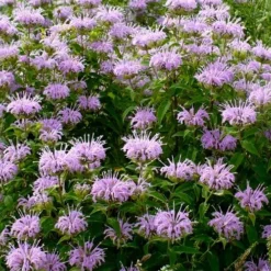 Wild Bergamot Bee Balm (Monarda Fistulosa) - 5 Pack Of Quart Pots -Garden Supplies Sales 2024 monarda fistulosa wild bergamont bee balm 16 2