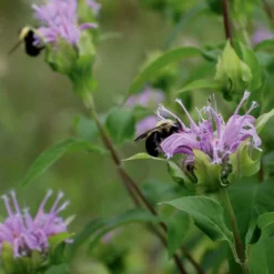 Wild Bergamot Bee Balm (Monarda Fistulosa) - 6 Pack Of 1 Gallon Pots -Garden Supplies Sales 2024 monarda fistulosa wild bergamont bee balm 17 1
