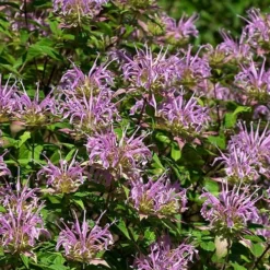 Wild Bergamot Bee Balm (Monarda Fistulosa) - 6 Pack Of 1 Gallon Pots -Garden Supplies Sales 2024 monarda fistulosa wild bergamont bee balm 5 1
