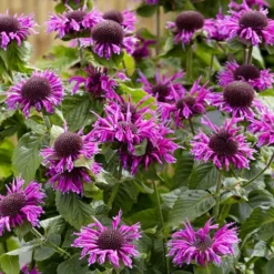 Bee-You Bee Free Bee Balm (Monarda) - 1 Gallon Pot -Garden Supplies Sales 2024 monarda hybrid bee free bee balm 1