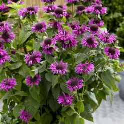 Bee-You Bee Free Bee Balm (Monarda) - 1 Gallon Pot -Garden Supplies Sales 2024 monarda hybrid bee free bee balm 3