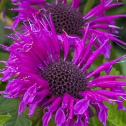 Bee-You Bee Free Bee Balm (Monarda) - 1 Gallon Pot