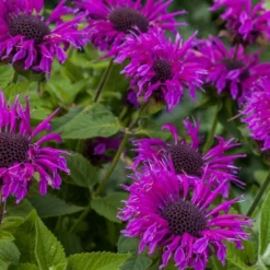 Bee-You Bee Free Bee Balm (Monarda) - 1 Gallon Pot -Garden Supplies Sales 2024 monarda hybrid bee free bee balm 9