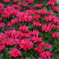 Cherry Pops Bee Balm (Monarda) - 1 Gallon Pot -Garden Supplies Sales 2024 monarda sugar buzz cherry pops bee balm 2
