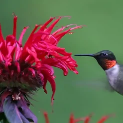 Cherry Pops Bee Balm (Monarda) - 1 Gallon Pot -Garden Supplies Sales 2024 monarda sugar buzz cherry pops bee balm 3