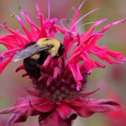 Cherry Pops Bee Balm (Monarda) - 1 Gallon Pot -Garden Supplies Sales 2024 monarda sugar buzz cherry pops bee balm 4