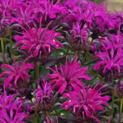 Rockin' Raspberry Bee Balm (Monarda) - 1 Gallon Pot
