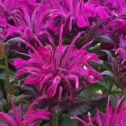 Rockin' Raspberry Bee Balm (Monarda) - 1 Gallon Pot -Garden Supplies Sales 2024 monarda sugar buzz rockin raspberry bee balm 20