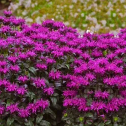 Rockin' Raspberry Bee Balm (Monarda) - 1 Gallon Pot -Garden Supplies Sales 2024 monarda sugar buzz rockin raspberry bee balm 21