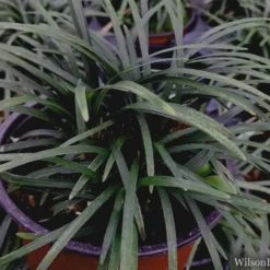 Kyoto Super Dwarf Mondo Grass - 3 Pack Of Pint Pots 9 Kyoto Super Dwarf Mondo Grass - 3 Pack Of Pint Pots -Garden Supplies Sales 2024 mondo grass super dwarf 21