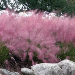 Pink Muhly Grass - Cotton Candy Grass - 1 Gallon Pot -Garden Supplies Sales 2024 muhlenbergia capillaris pink muhly cotton candy grass 202 2