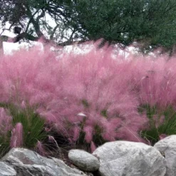 Pink Muhly Grass - Cotton Candy Grass - 1 Gallon Pot -Garden Supplies Sales 2024 muhlenbergia capillaris pink muhly cotton candy grass 204 2