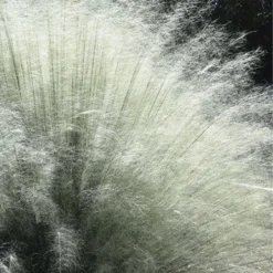 White Cloud Muhly Grass - 1 Gallon Pot 15 White Cloud Muhly Grass - 1 Gallon Pot -Garden Supplies Sales 2024 muhlenbergia capillaris white cloud muhly grass 101