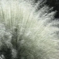 White Cloud Muhly Grass - 3 Gallon Pot -Garden Supplies Sales 2024 muhlenbergia capillaris white cloud muhly grass 101 thumbnail