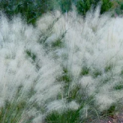 White Cloud Muhly Grass - 3 Gallon Pot -Garden Supplies Sales 2024 muhlenbergia capillaris white cloud muhly grass 102 1