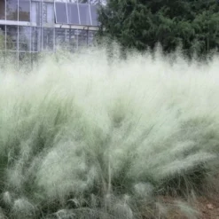 White Cloud Muhly Grass - 1 Gallon Pot 14 White Cloud Muhly Grass - 1 Gallon Pot -Garden Supplies Sales 2024 muhlenbergia capillaris white cloud muhly grass 103