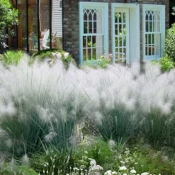 White Cloud Muhly Grass - 1 Gallon Pot 12 White Cloud Muhly Grass - 1 Gallon Pot -Garden Supplies Sales 2024 muhlenbergia capillaris white cloud muhly grass 108