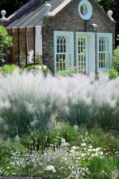 White Cloud Muhly Grass - 1 Gallon Pot 5 White Cloud Muhly Grass - 1 Gallon Pot - Image 5