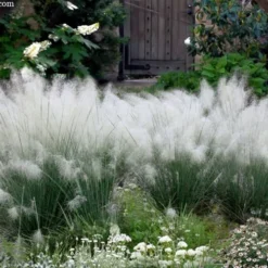 White Cloud Muhly Grass - 1 Gallon Pot 11 White Cloud Muhly Grass - 1 Gallon Pot -Garden Supplies Sales 2024 muhlenbergia capillaris white cloud muhly grass 109