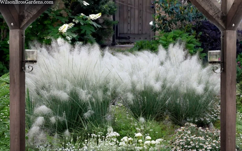 White Cloud Muhly Grass - 1 Gallon Pot 4 White Cloud Muhly Grass - 1 Gallon Pot - Image 4