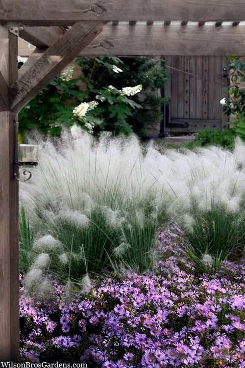 White Cloud Muhly Grass - 1 Gallon Pot 1 White Cloud Muhly Grass - 1 Gallon Pot