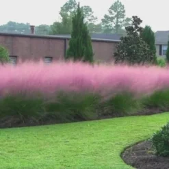 Pink Muhly Grass (Cotton Candy Grass) - 1 Gallon Pot (On Sale) -Garden Supplies Sales 2024 muhly grass pink 70