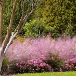 Pink Muhly Grass (Cotton Candy Grass) - 1 Gallon Pot (On Sale) -Garden Supplies Sales 2024 muhly grass pink 76