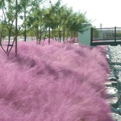 Pink Muhly Grass (Cotton Candy Grass) - 1 Gallon Pot (On Sale) -Garden Supplies Sales 2024 muhly grass pink 77