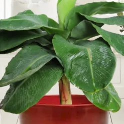 Little Prince Banana Plant - 1 Gallon Pot -Garden Supplies Sales 2024 musa little prince dwarf banana plant 1