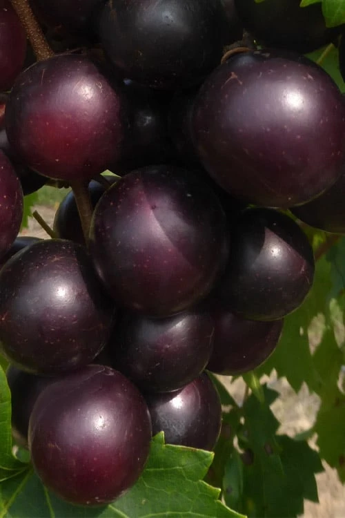 Jumbo Black Muscadine Grape Vine - 6 Pack Of 1 Gallon Pots 1 Jumbo Black Muscadine Grape Vine - 6 Pack Of 1 Gallon Pots