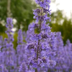 Summer Magic Catmint (Nepeta Grandiflora) - 6 Pack Of 1 Gallon Pots -Garden Supplies Sales 2024 nepeta grandiflora summer magic catmint 1
