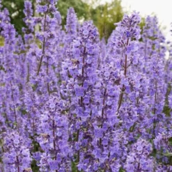 Summer Magic Catmint (Nepeta Grandiflora) - 6 Pack Of 1 Gallon Pots -Garden Supplies Sales 2024 nepeta grandiflora summer magic catmint 3
