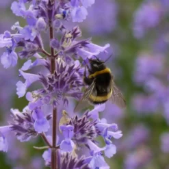 Summer Magic Catmint (Nepeta Grandiflora) - 6 Pack Of 1 Gallon Pots -Garden Supplies Sales 2024 nepeta grandiflora summer magic catmint 4