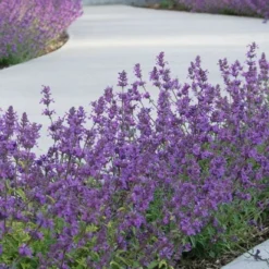 Little Trudy Catmint - 5 Pack Of Quart Pots -Garden Supplies Sales 2024 nepeta little trudy catmint 3