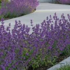 Little Trudy Catmint - 5 Pack Of Quart Pots -Garden Supplies Sales 2024 nepeta little trudy catmint 5