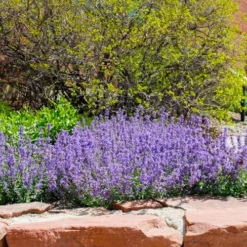 Little Trudy Catmint - 5 Pack Of Quart Pots -Garden Supplies Sales 2024 nepeta little trudy catmint 8