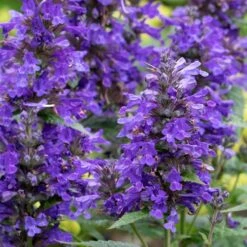 Neptune Catmint (Nepeta) - 1 Gallon Pot