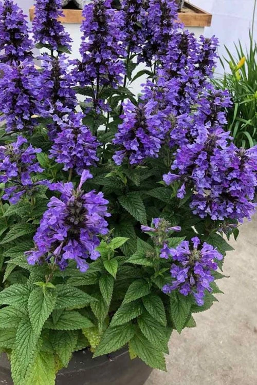 Neptune Catmint (Nepeta) - 1 Gallon Pot 4 Neptune Catmint (Nepeta) - 1 Gallon Pot - Image 4