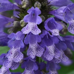 Blue Prelude Catmint (Nepeta) - 1 Gallon Pot -Garden Supplies Sales 2024 nepeta prelude blue catmint 1