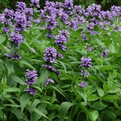 Blue Prelude Catmint (Nepeta) - 1 Gallon Pot -Garden Supplies Sales 2024 nepeta prelude blue catmint 3
