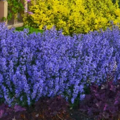 Purrsian Blue Catmint (Nepeta Faassenii) - 1 Gallon Pot -Garden Supplies Sales 2024 nepeta purrsian blue catmint 1